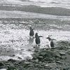 南極圏、キング・ジョージ島（２００６年３月１６日）