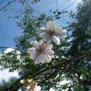 9月に咲く桜