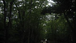 癒しの森。。。