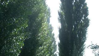 人生は短し、ポプラの命は永し。