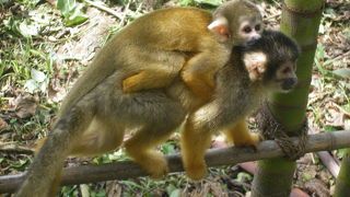 「リスザル」さんが、いっぱいなの！