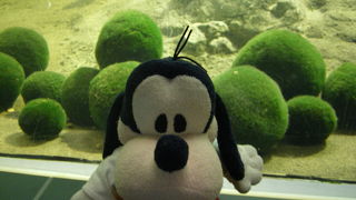 マリモを見に行くには・・・。