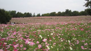 【昭和記念公園】コスモス畑を満喫