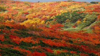 紅葉に染まる栗駒山