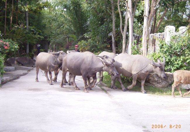 プーケット動物園