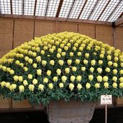 新宿御苑の菊花壇展