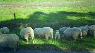 アカロアへ、バスは進む。