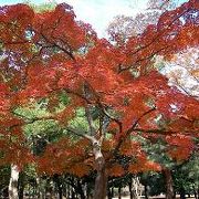代々木公園の紅葉