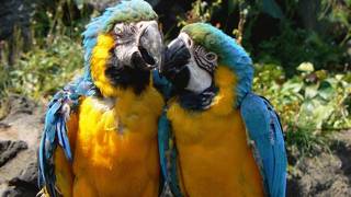 伊豆シャボテン公園ではショーやイベントで一日中楽しめます