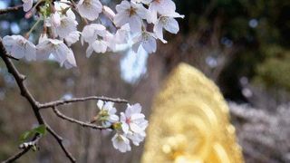 けっして大きなお寺さんではありませんが、よく管理された美しいお寺です