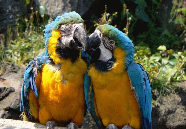 伊豆シャボテン動物公園 クチコミ アクセス 営業時間 富戸 一碧湖 城ヶ崎 フォートラベル