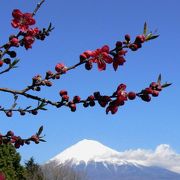 富士山と共に綺麗な花が楽しめます