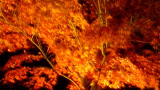 初冬の清水寺、夜のライトアップ