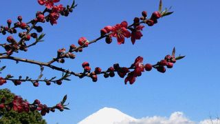 富士山と共に綺麗な花が楽しめます