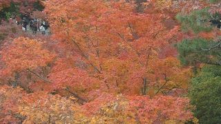 紅葉が美しかったです。