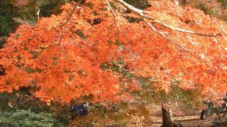 アカがきれいです