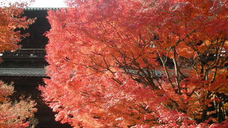 南禅寺の紅葉