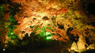 宝厳院ライトアップPart２