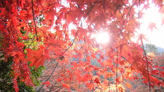 御岳渓谷と合わせて楽しめます！