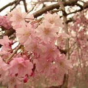 桜の名所！