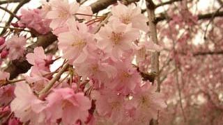 桜の名所！