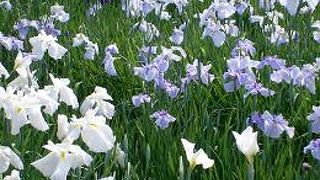 県立相模原公園