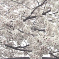 疎水縁の桜並木を歩く