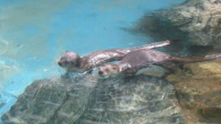 地球散策。。散歩しながら世界動物一円