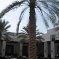 The Chedi Muscat （静かに過ごせる滞在型ホテル）