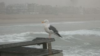 かもめのジョナサンにご挨拶願います。