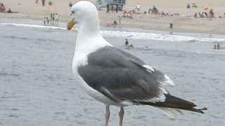 かもめがいます