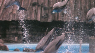 イルカショーとベルーガ！