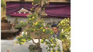 彌彦神社 菊まつり