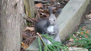運が良ければリスに出会える