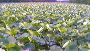 高田公園のはすまつり