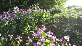 大自然の中にいるような錯覚！！