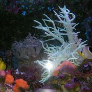 つきなみですが・・・やっぱりいい！ちゅら海水族館