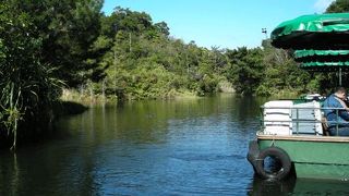 ジャングルクルーズ体験