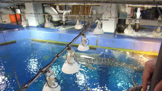 ちゅら海水族館