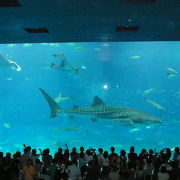 美ら海水族館