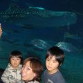 でっかい水槽に感激！