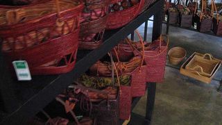 アシタバ　工場見学も楽しいですよ。