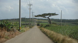 シュガーロード