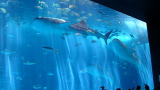 ジンベイサメは圧巻です！