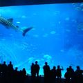神秘の美ら海水族館☆