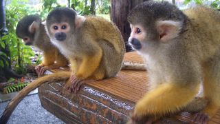 八重山民族園のりすざる