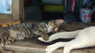 今帰仁城跡の猫