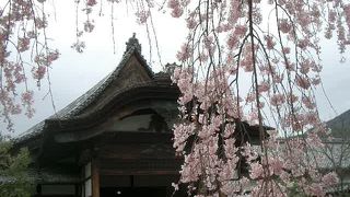 醍醐寺の桜。あまりに有名。