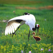鶴の飛来地　チチハル扎龍自然保護区
