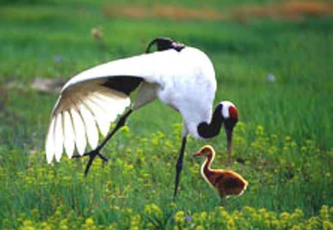 鶴の飛来地　チチハル扎龍自然保護区
